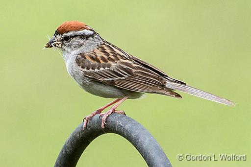 Sparrow With Lunch_DSCF05695.jpg - Chipping Sparrow (Spizella passerina) photographed at Smiths Falls, Ontario, Canada.